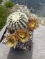 Preview: Echinocereus dasyanthus